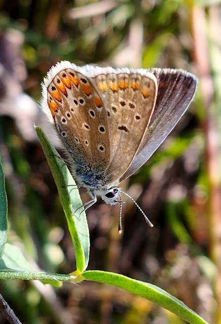 Polyommatus thersites - ibolyaszín boglárka