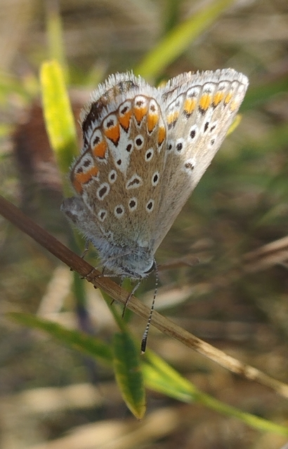 Polyommatus thersites - ibolyaszín boglárka