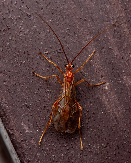 Ophion