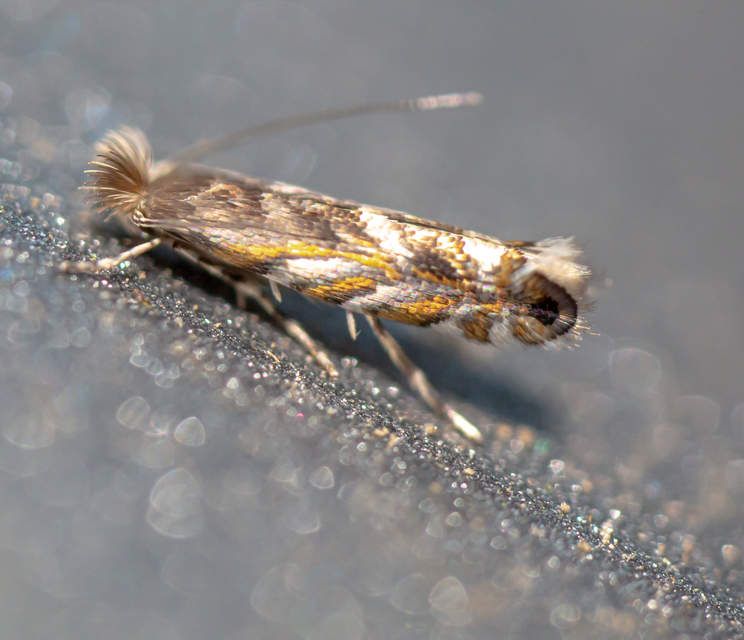 Macrosaccus robiniella - akáclevél-sátorosmoly