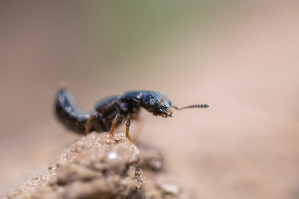 Anotylus Anotylus