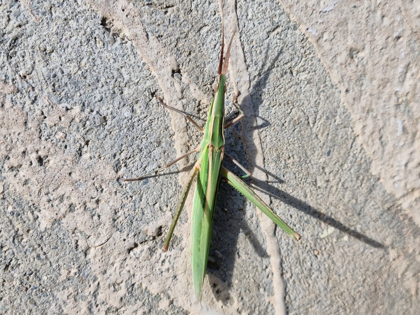 Acrida ungarica - sisakos sáska