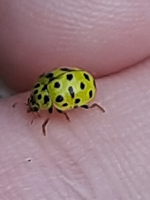 Psyllobora vigintiduopunctata - huszonkétpettyes katica