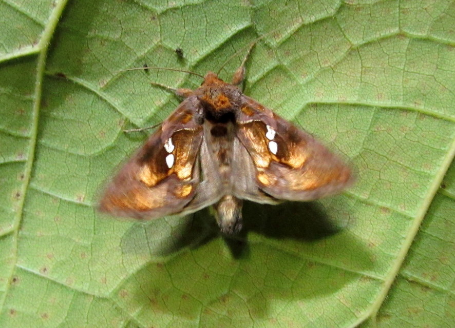 Chrysodeixis chalcites - déli aranybagoly