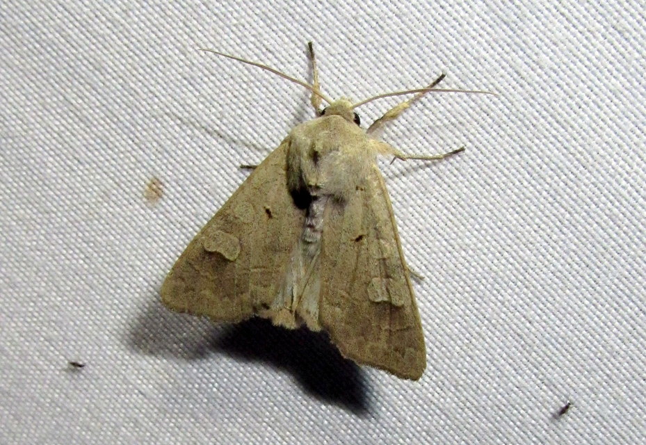 Ammoconia caecimacula - szürke őszibagoly