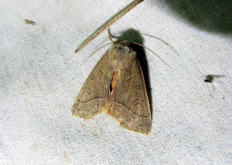 Mesogona acetosellae - madársóskabagoly
