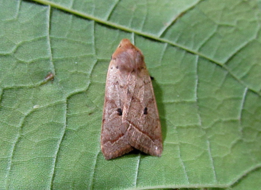 Leptologia macilenta - gyertyán-őszibagoly