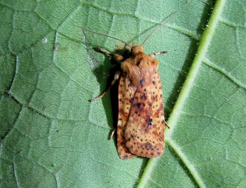 Conistra rubiginea - vörös őszibagoly