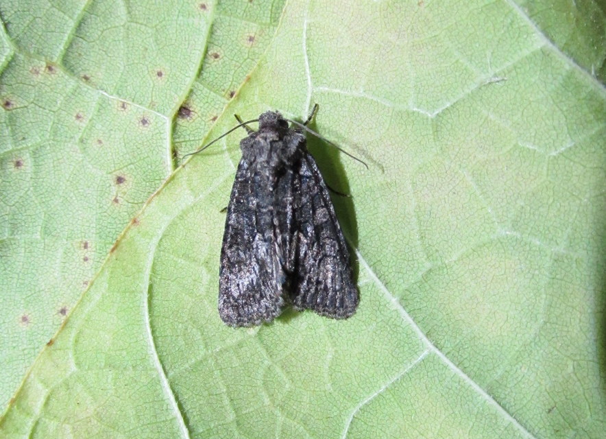Dryobotodes monochroma - szürke tölgybagoly