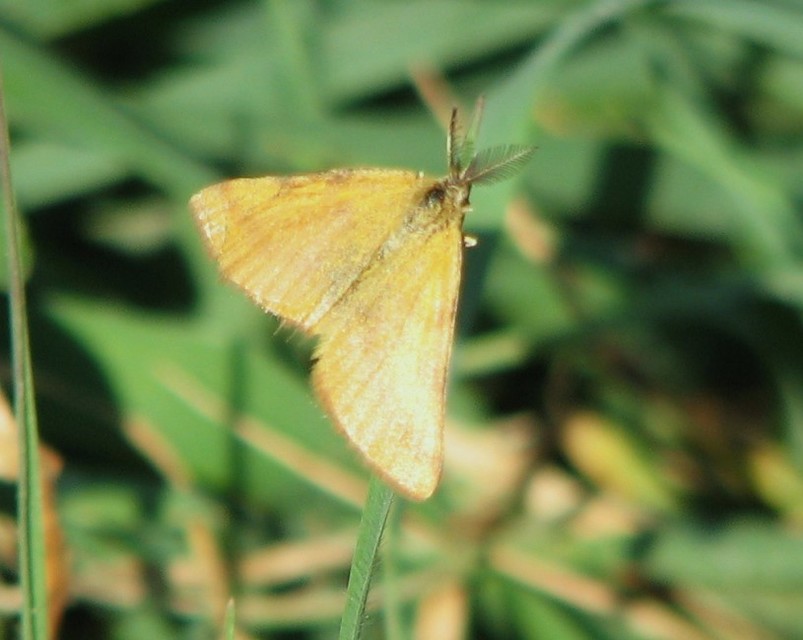 Lythria purpuraria - bíborsávos araszoló