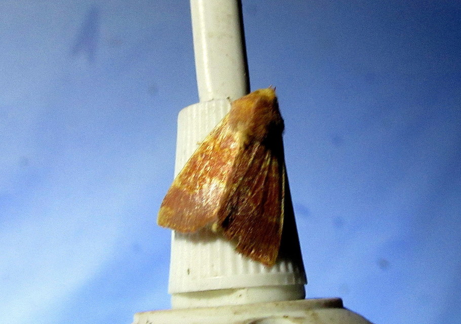 Tiliacea aurago - aranyló sárgabagoly