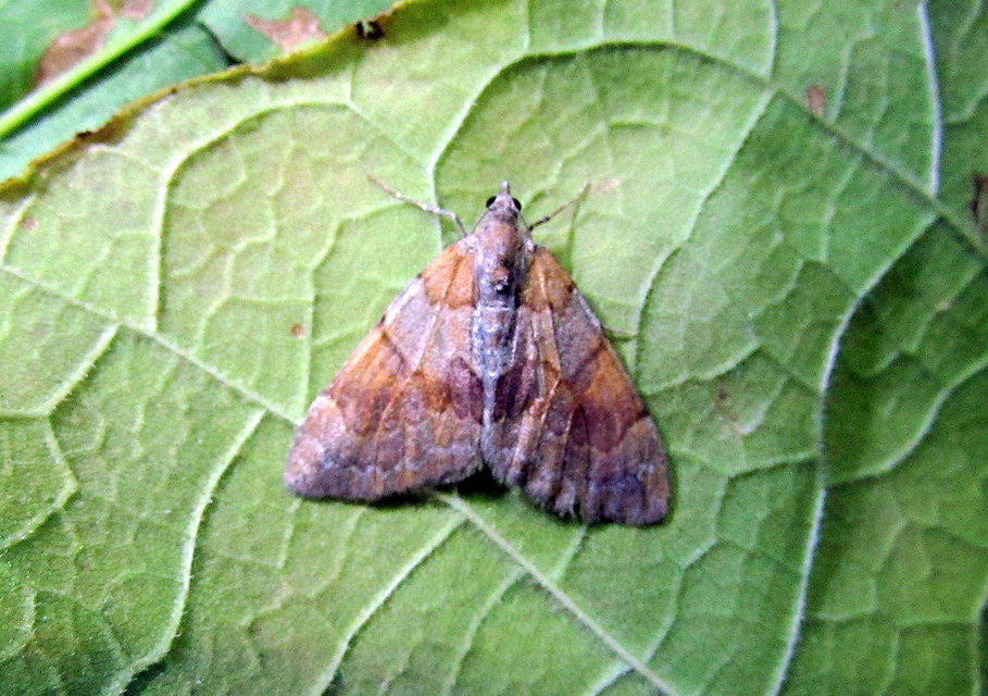 Pennithera firmata - sárgásvörös fenyőaraszoló