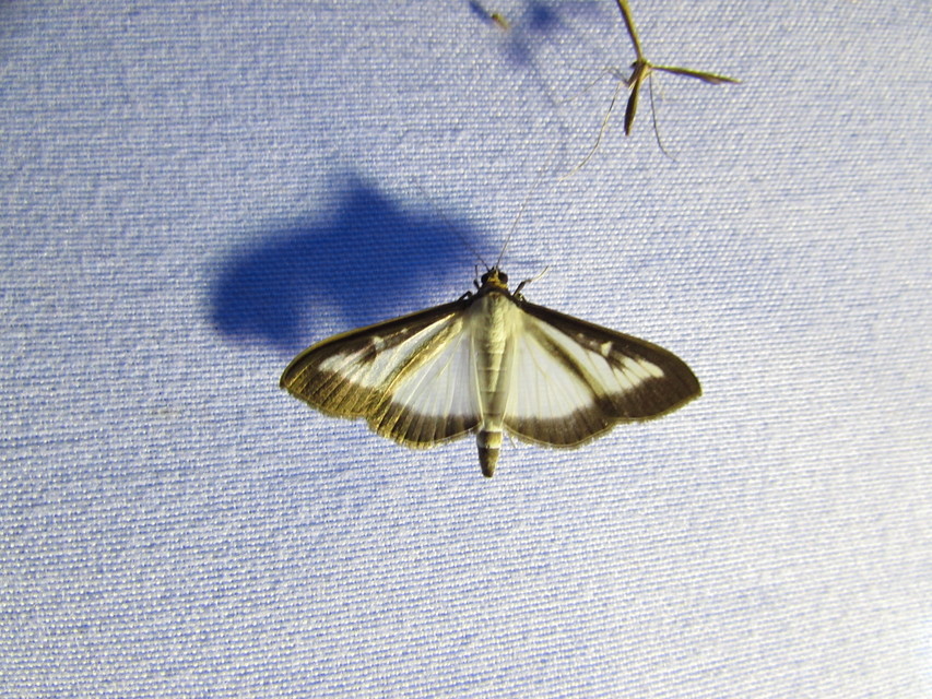 Cydalima perspectalis - puszpáng-tűzmoly