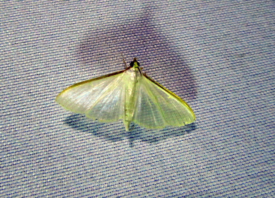 Palpita vitrealis - hófehér tűzmoly