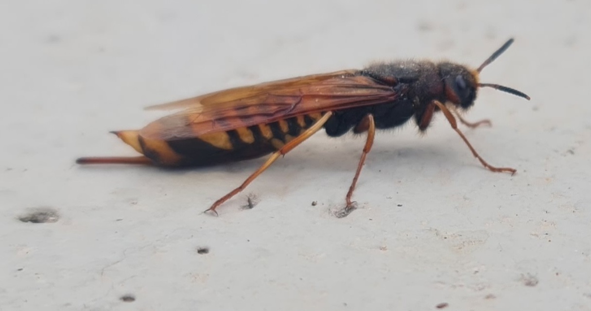 Tremex fuscicornis - sárgagyűrűs fadarázs