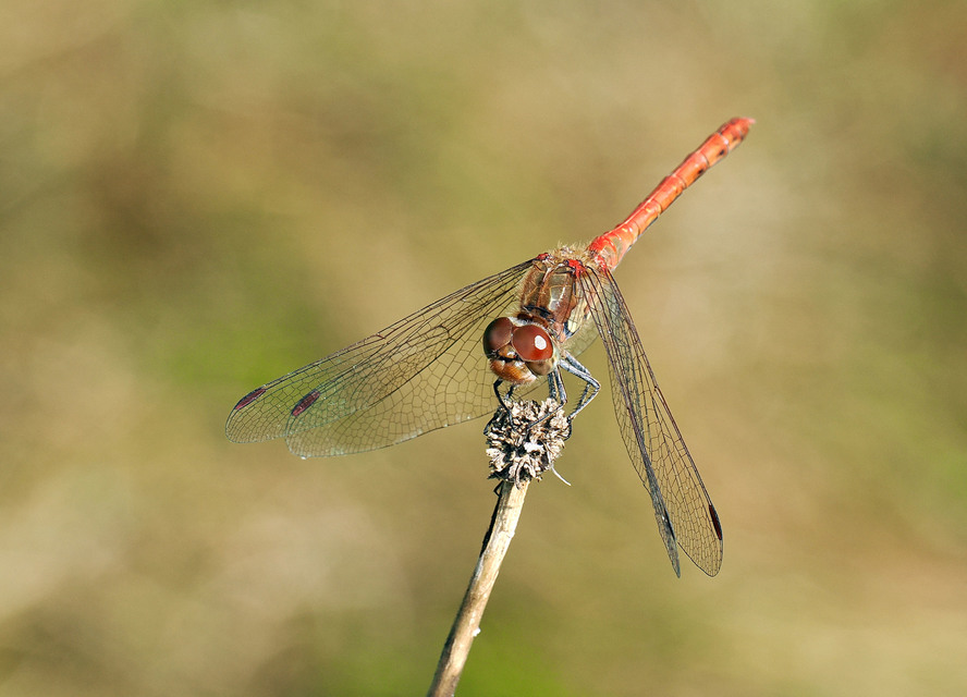 Sympetrum striolatum - harántsávos katona-szitakötő