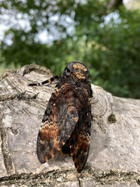 Acherontia atropos - halálfejes lepke