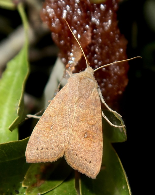 Cirrhia ocellaris - fakó sárgabagoly