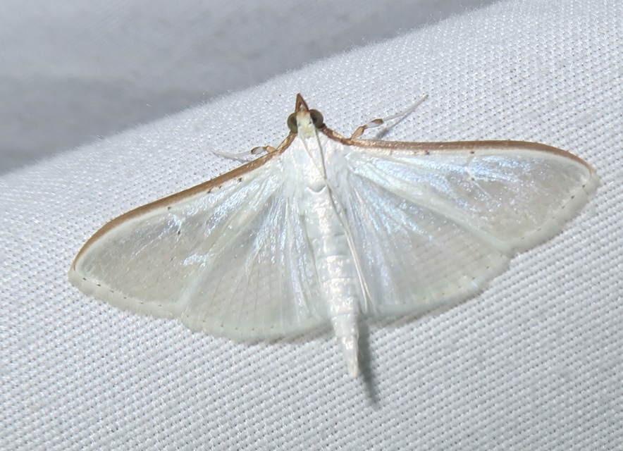 Palpita vitrealis - hófehér tűzmoly