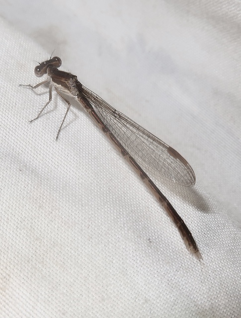 Sympecma fusca - téli rablószitakötő