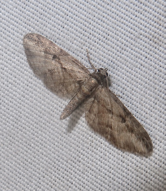 Eupithecia ericeata - feketefenyő-törpearaszoló