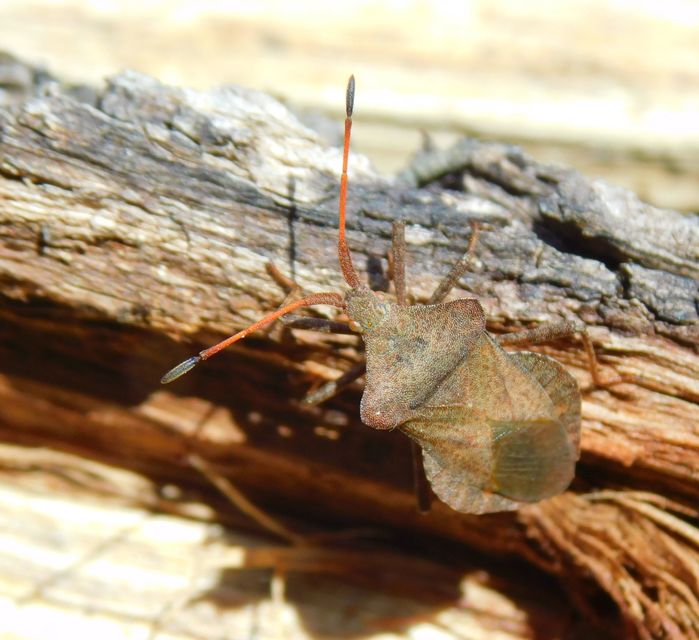 Coreus marginatus - közönséges karimáspoloska