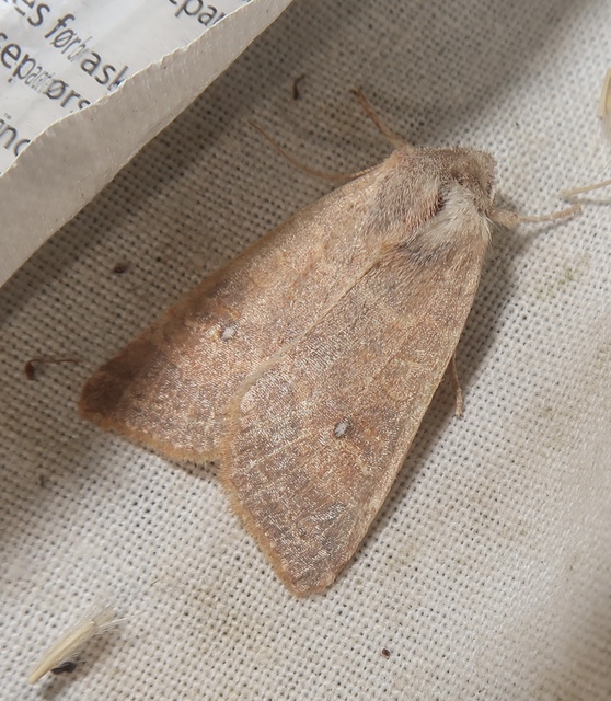 Cirrhia ocellaris - fakó sárgabagoly