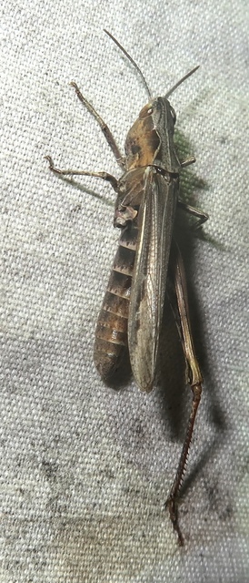 Chorthippus (Glyptobothrus) (subgenus)