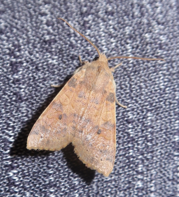 Cirrhia ocellaris - fakó sárgabagoly