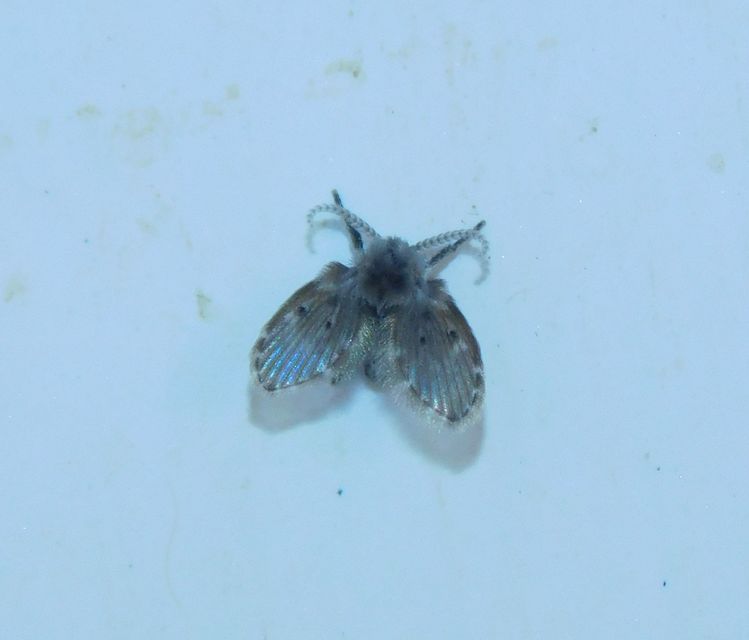 Psychodidae - lepkeszúnyogok