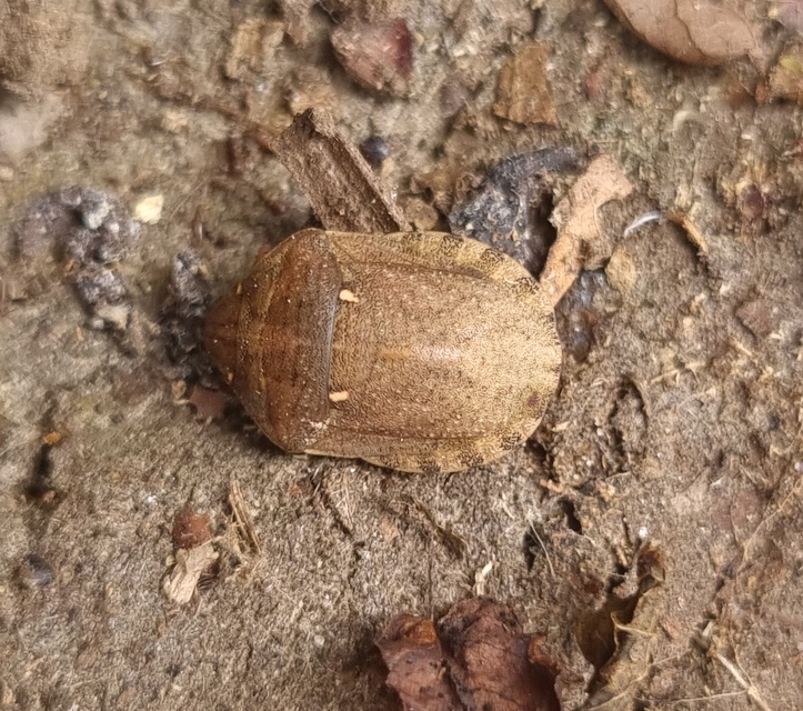 Eurygaster Eurygaster