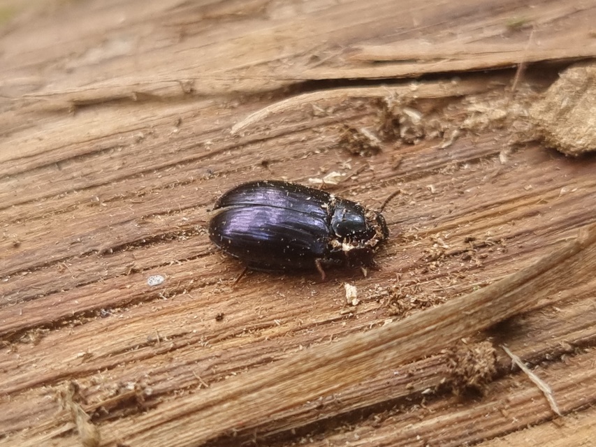 Platydema violaceum - fémkék taplóbogár