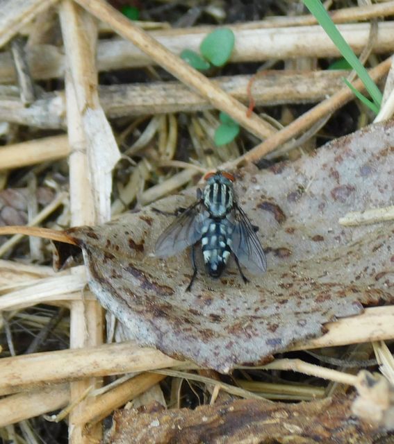 Sarcophagidae - húslégyfélék