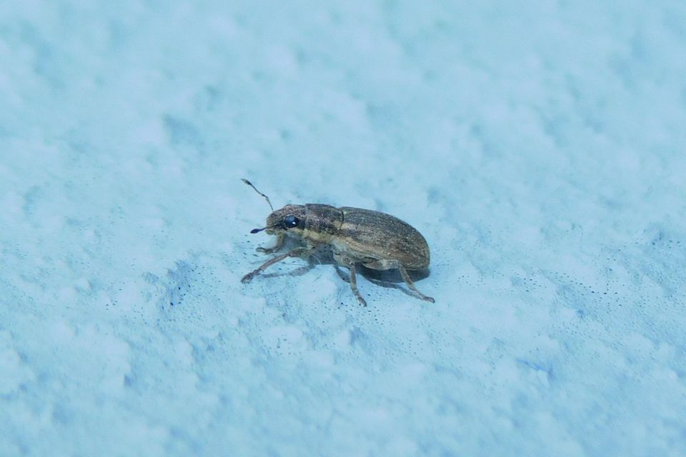 Sitona humeralis - lucerna-csipkézőbogár