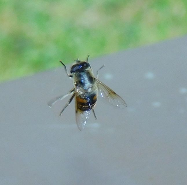 Eristalis tenax - közönséges herelégy