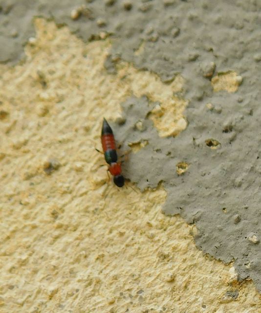 Paederus