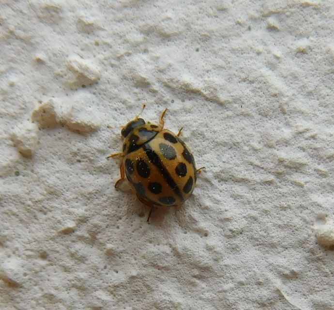 Tytthaspis sedecimpunctata - tizenhatpettyes katica