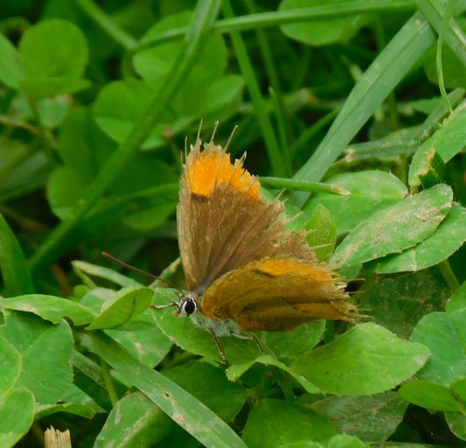 Thecla betulae - nyírfalepke