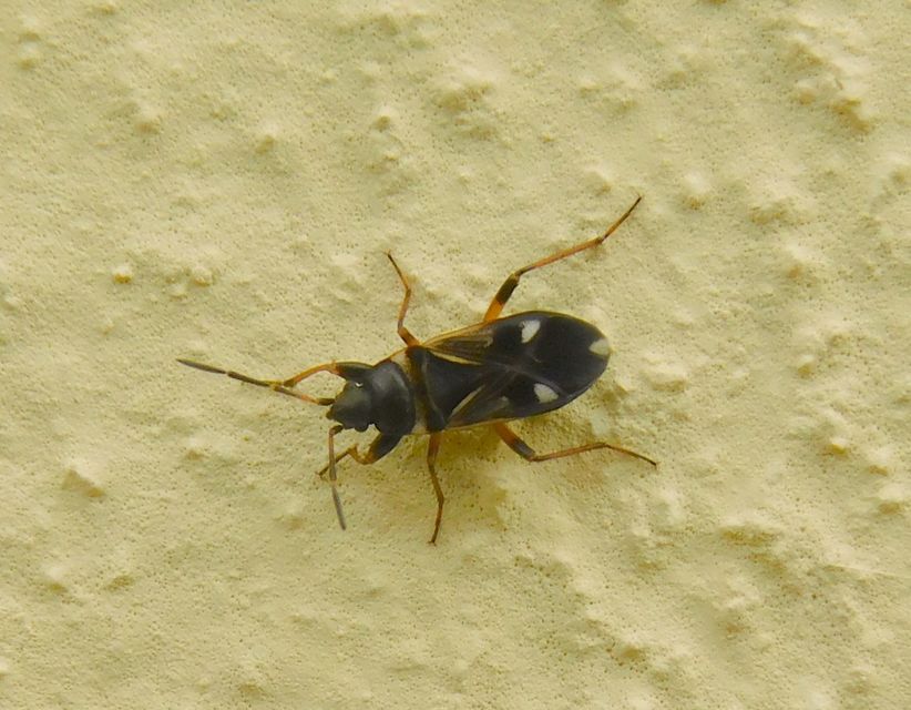 Raglius alboacuminatus - tarka díszesbodobács
