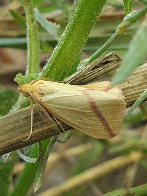 Rhodometra sacraria - rózsacsíkos araszoló