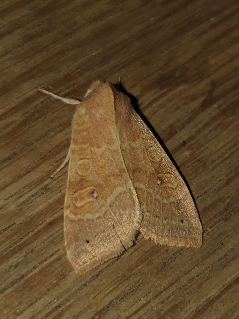 Cirrhia ocellaris - fakó sárgabagoly