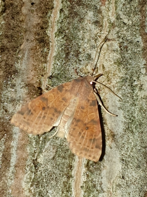 Cirrhia ocellaris - fakó sárgabagoly