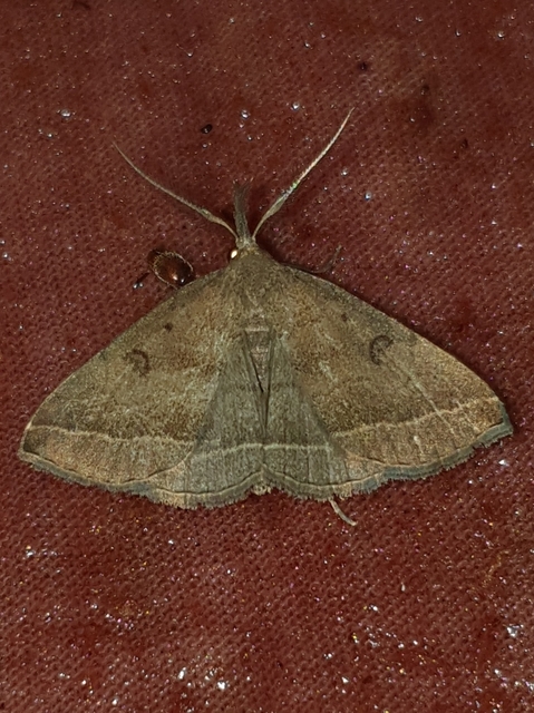 Pechipogo plumigeralis - tollascsápú karcsúbagoly