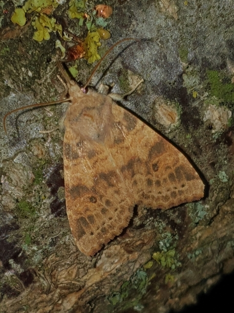 Cirrhia ocellaris - fakó sárgabagoly