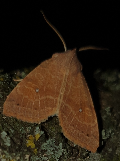 Cirrhia ocellaris - fakó sárgabagoly