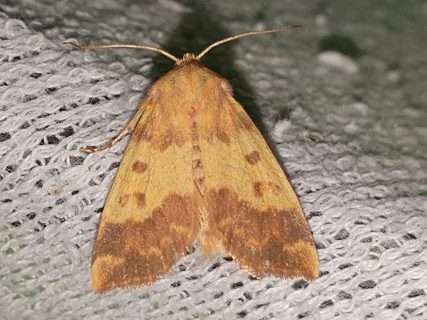 Tiliacea aurago - aranyló sárgabagoly