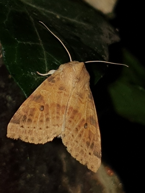 Cirrhia ocellaris - fakó sárgabagoly
