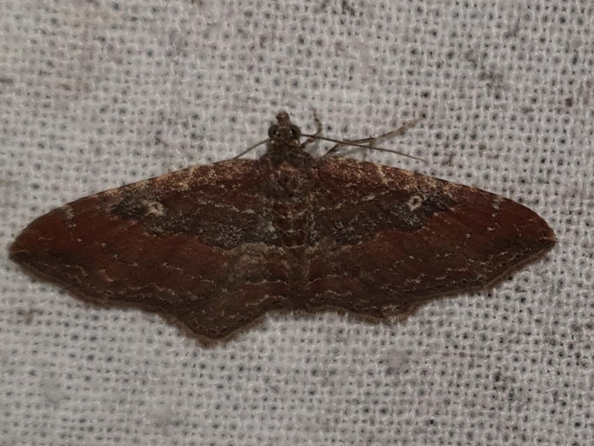 Orthonama obstipata - vándoraraszoló