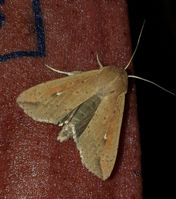 Mythimna unipuncta - hordabagoly
