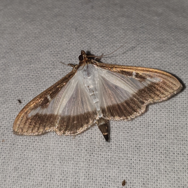 Cydalima perspectalis - puszpáng-tűzmoly